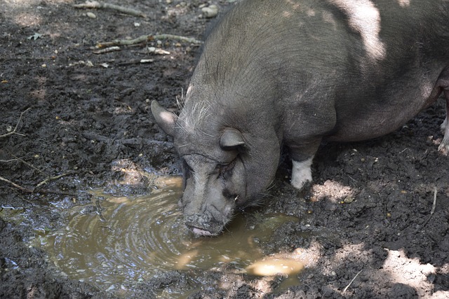 豪华度数一 豪华度数一