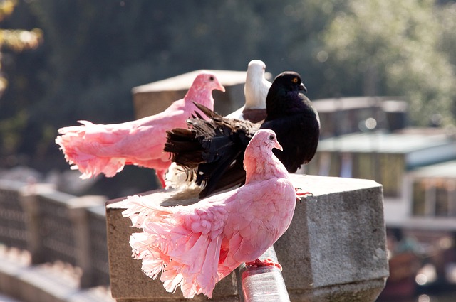 与进攻的完 与进攻的完
